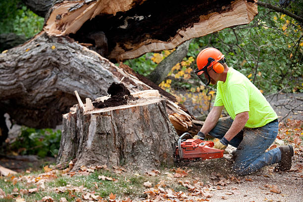 Tree and Shrub Care in Smithville, TX